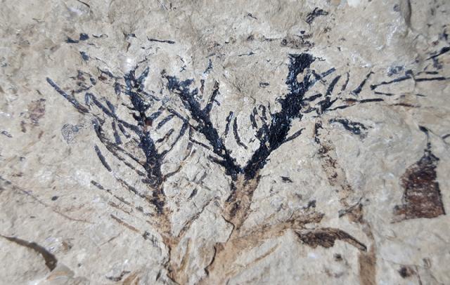 Doliostrobus taxiformis KVACEK 1971 - Bild © FossNet FossilienStore